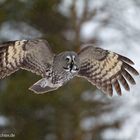 Bartkauz im Flug