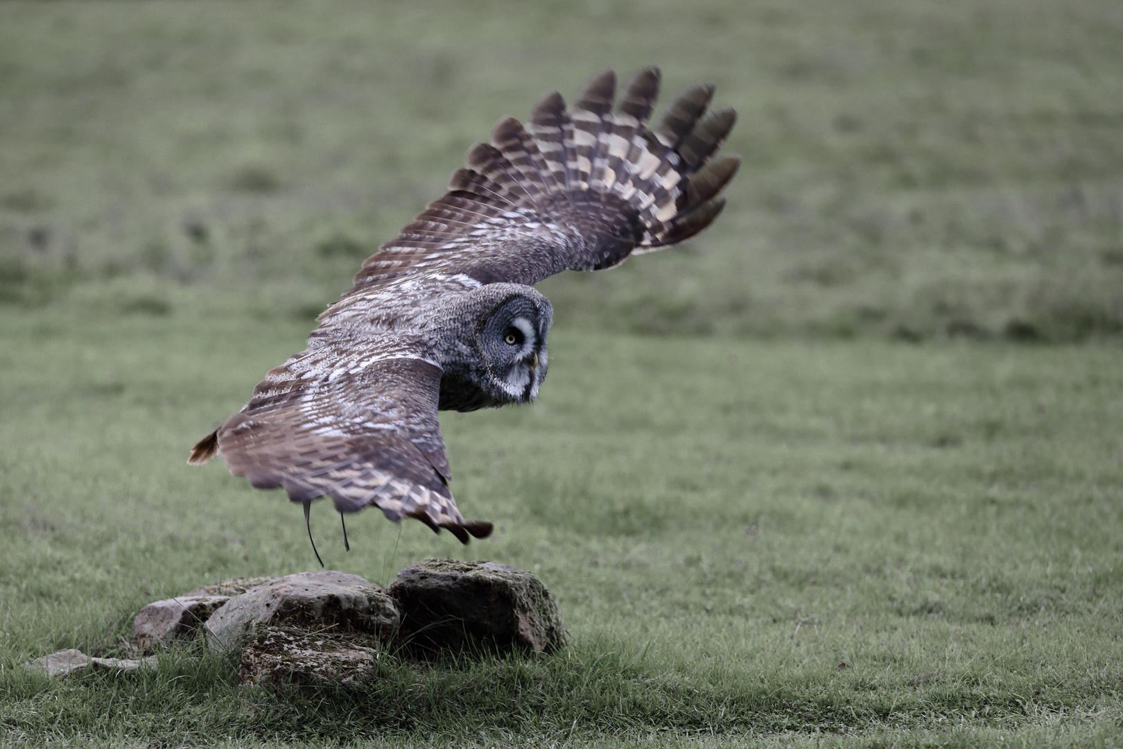 Bartkauz im Flug