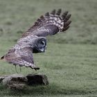 Bartkauz im Flug