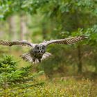 Bartkauz im Flug 