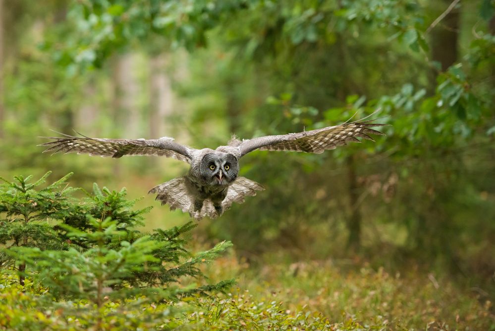 Bartkauz im Flug 