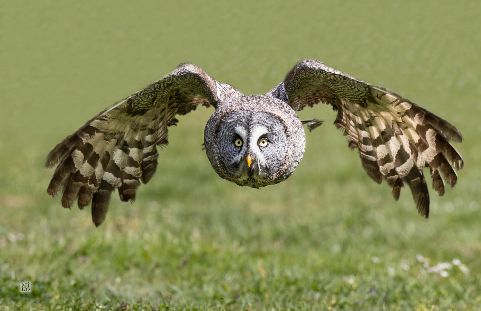 Bartkauz im Flug