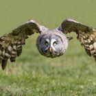 Bartkauz im Flug