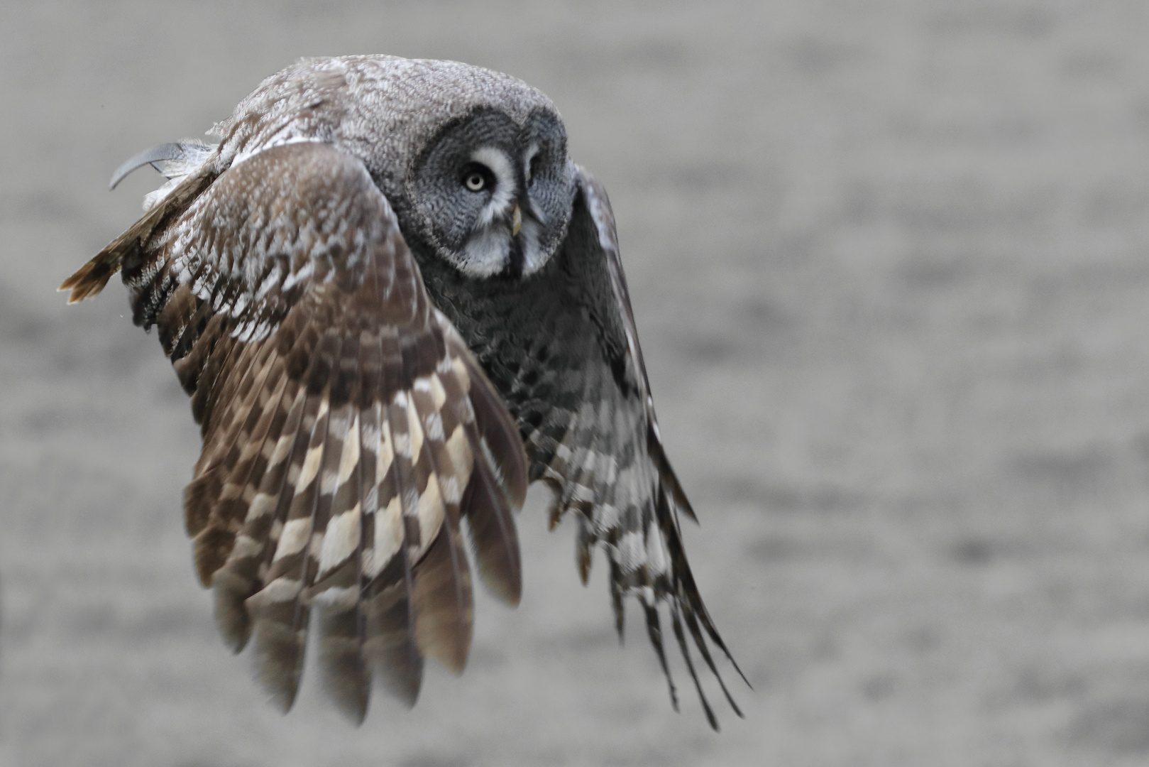 Bartkauz im Flug