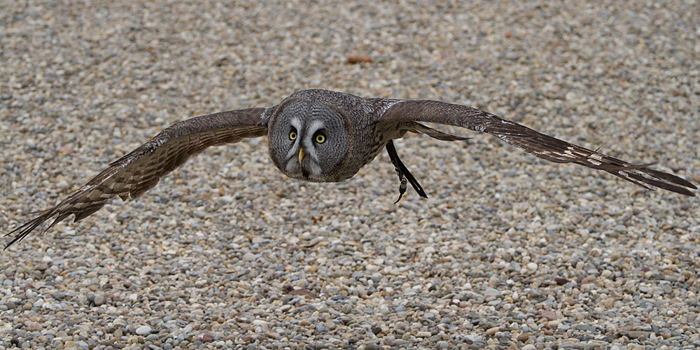 Bartkauz im Flug