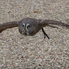 Bartkauz im Flug