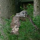 Bartkauz im Flug