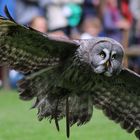 Bartkauz im Landeanflug