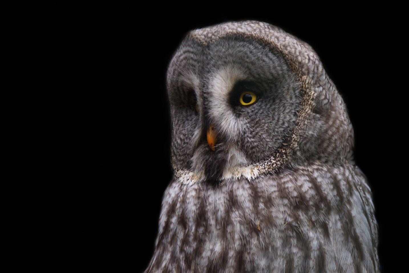 Bartkauz im Portrait