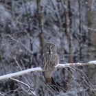 Bartkauz im Schnee