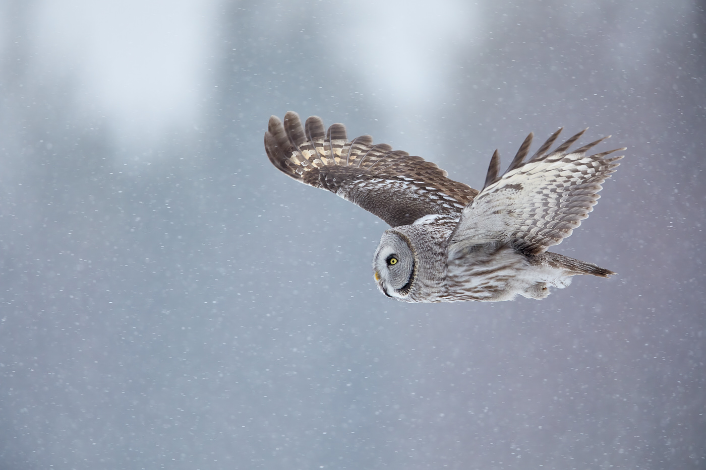 Bartkauz im Schnee