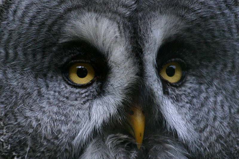 Bartkauz im Tiergarten Straubing