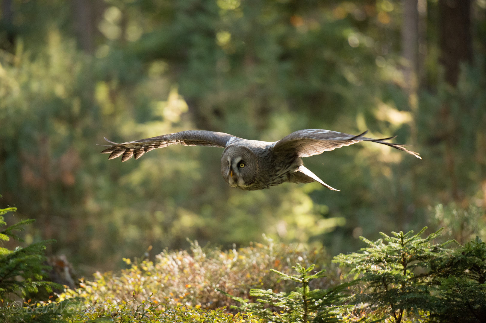 Bartkauz im Wald am Edersee