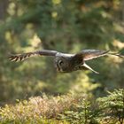 Bartkauz im Wald am Edersee