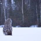 Bartkauz im Winterwald #2