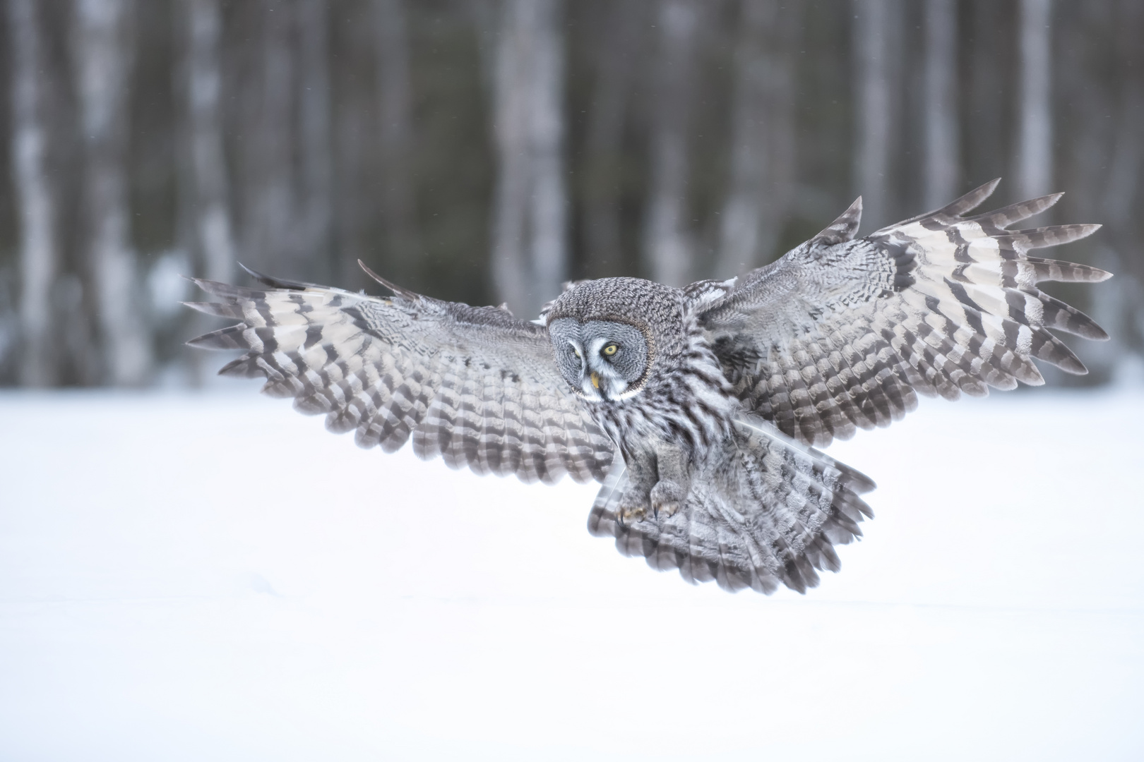 Bartkauz im Winterwald #3