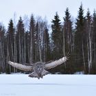 Bartkauz im Winterwald