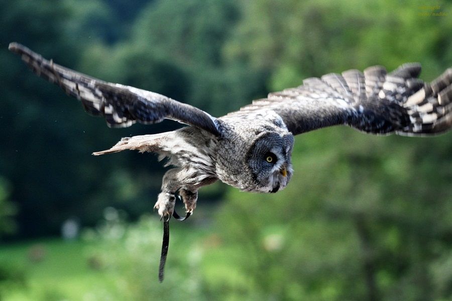 Bartkauz LUNA ... ein leiser Flieger :-)