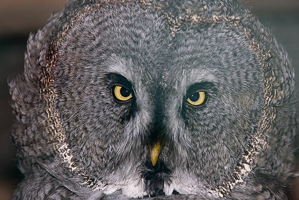 Bartkauz, Portrait (c)