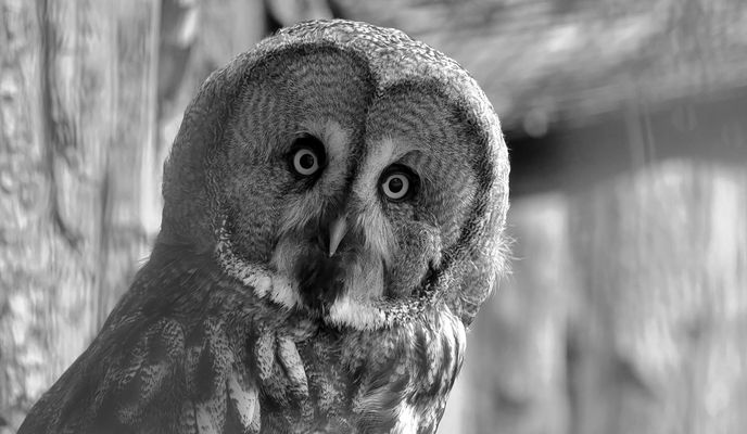 Bartkauz Portrait s/w