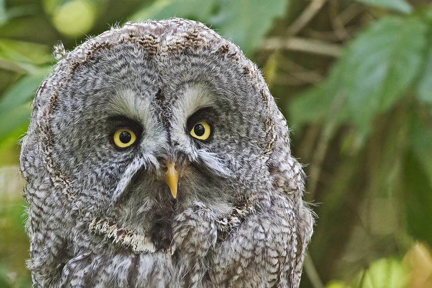 Bartkauz (Strix nebulosa)