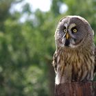 Bartkauz (Strix nebulosa)