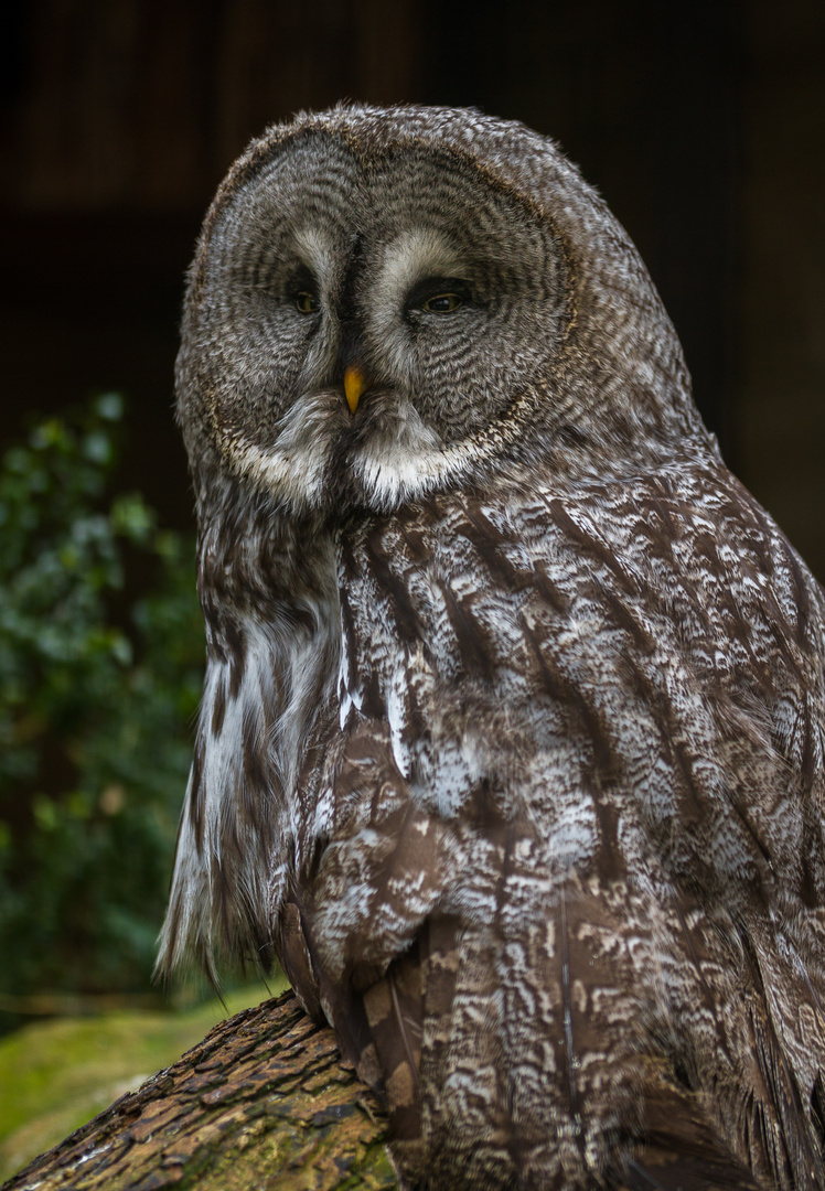 Bartkauz (Strix nebulosa)