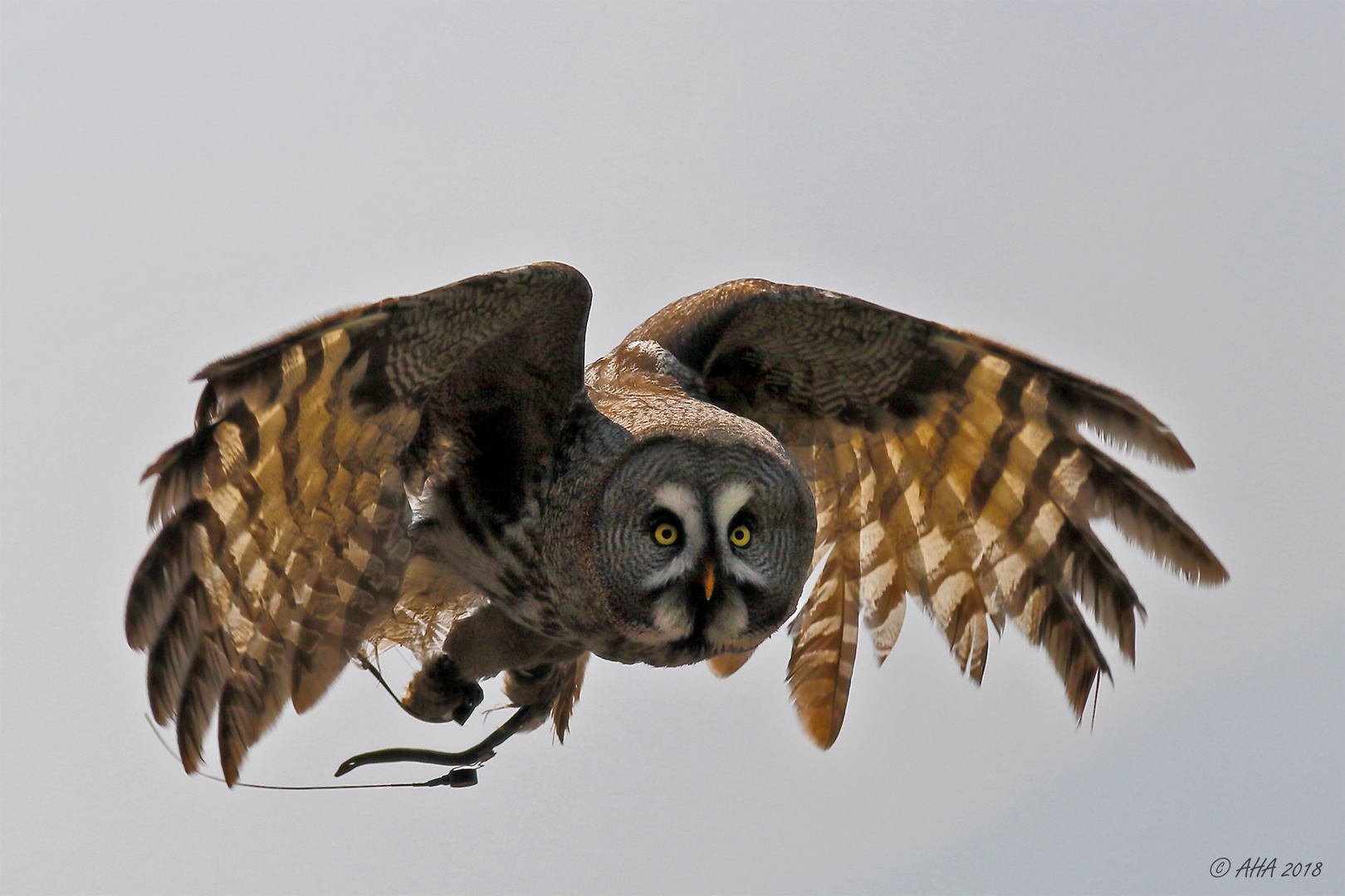 Bartkauz (Strix nebulosa)