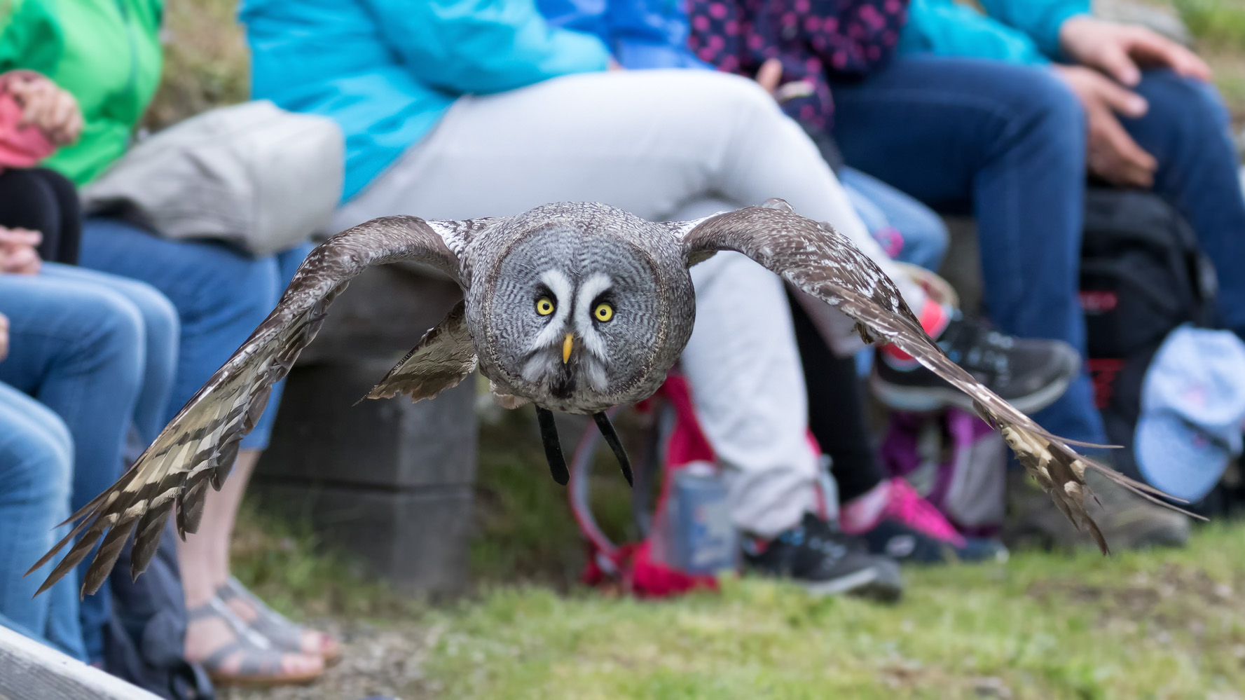 Bartkauz (Strix nebulosa)