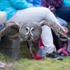 Bartkauz (Strix nebulosa)