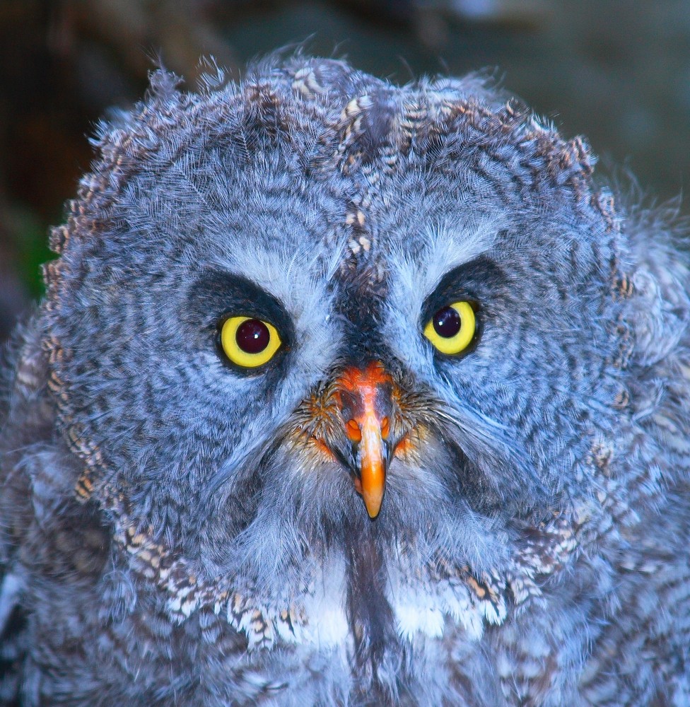 Bartkauz (Strix nebulosa)