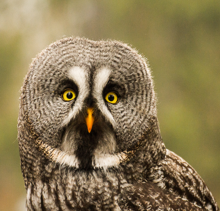 Bartkauz (Strix nebulosa)