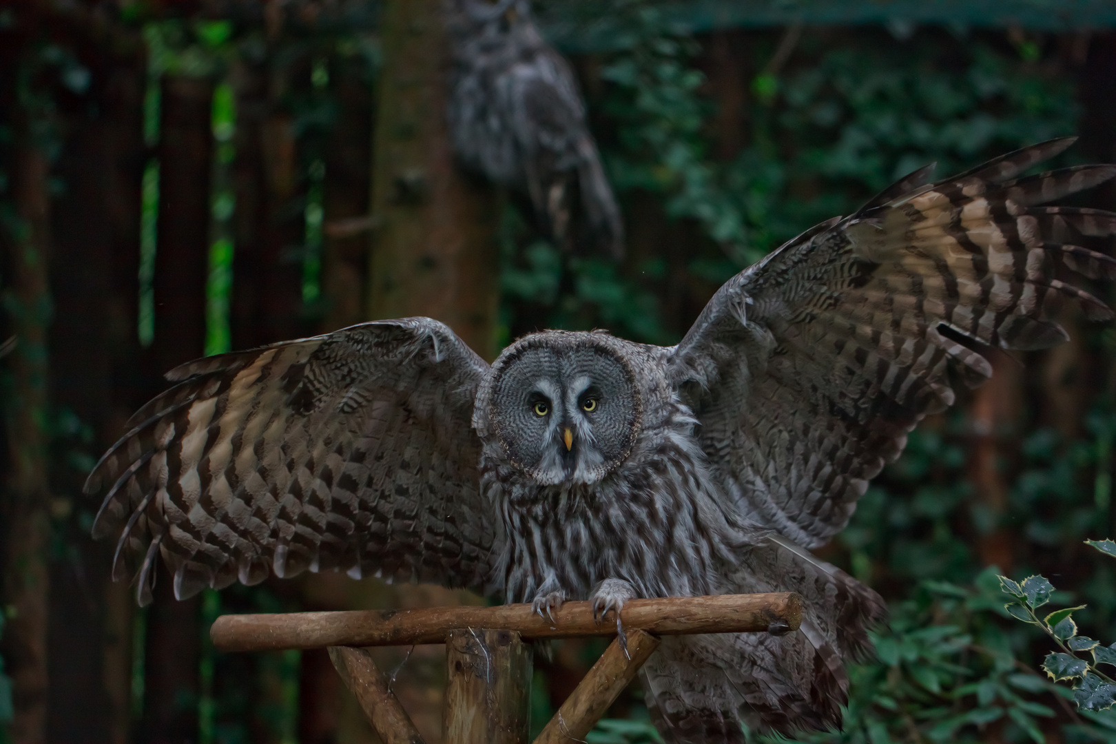 Bartkauz (Strix nebulosa)