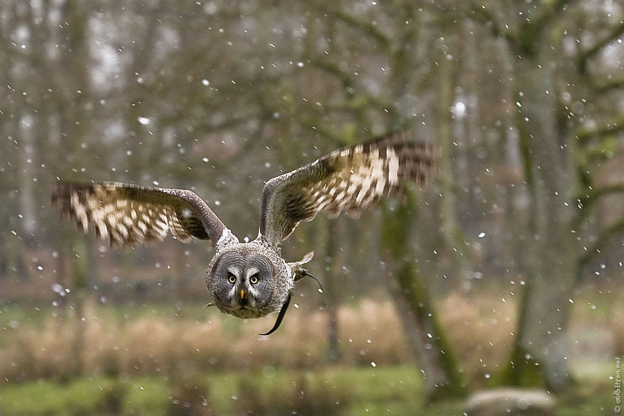 Bartkauz (Strix nebulosa)