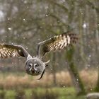 Bartkauz (Strix nebulosa)