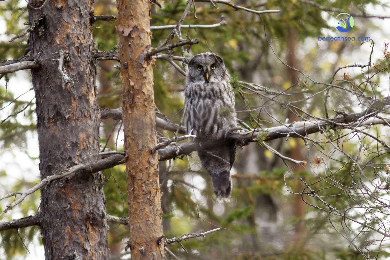 Bartkauz ( (Strix nebulosa) ), Finnland