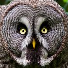 Bartkauz (Strix nebulosa) - great gray owl (Strix nebulosa)