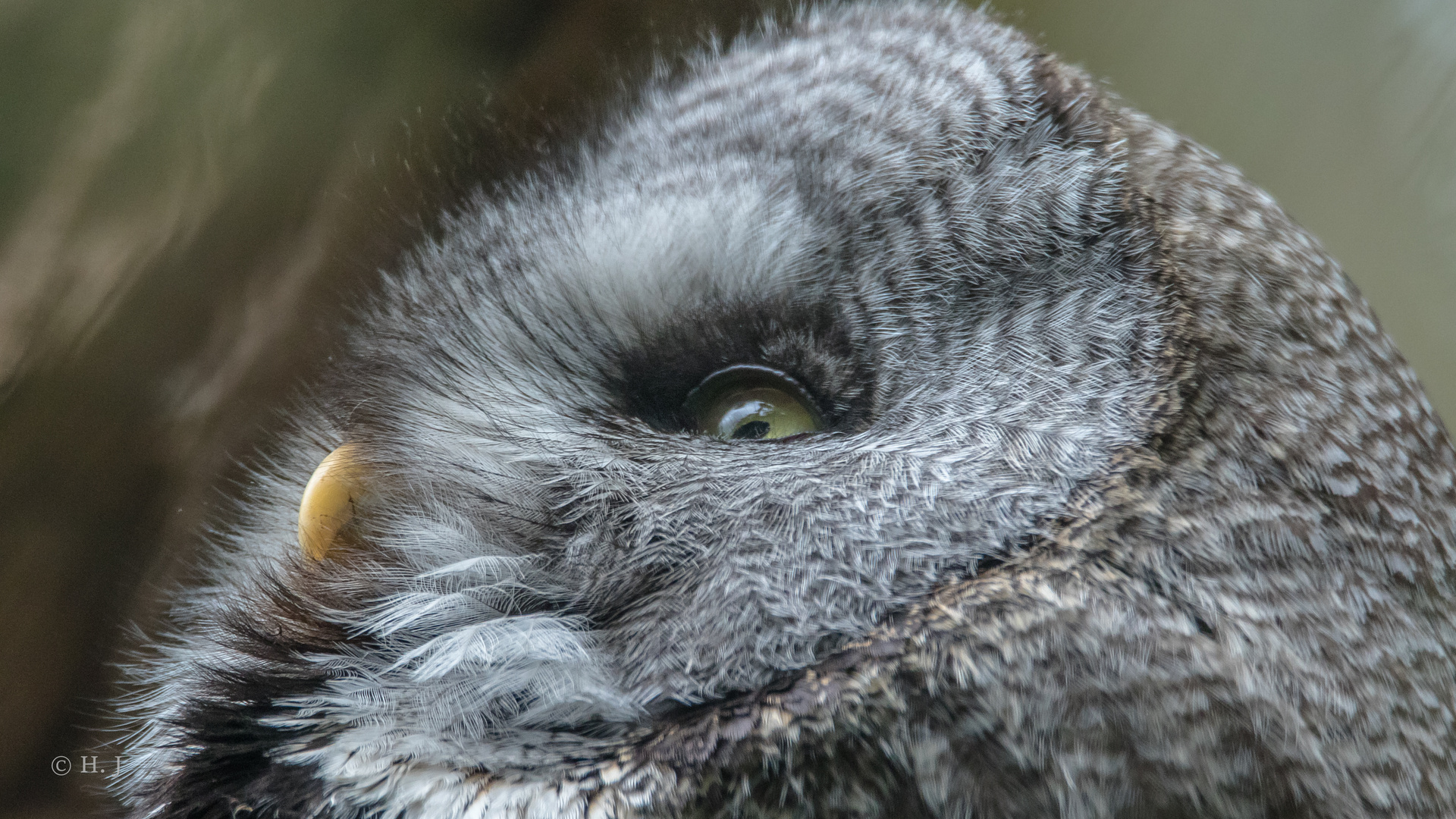 Bartkauz (Strix nebulosa nebulosa)