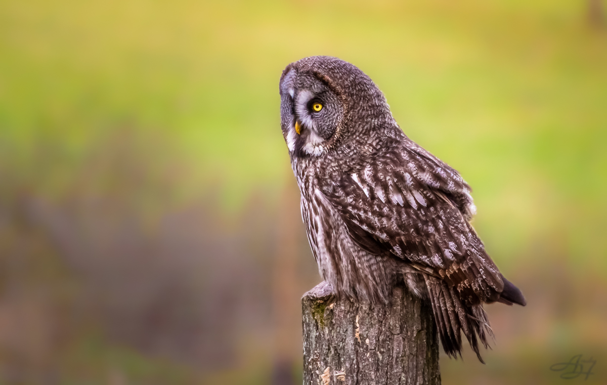 Bartkauz (Strix nebulosa nebulosa)