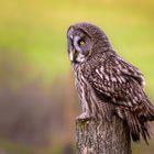 Bartkauz (Strix nebulosa nebulosa)