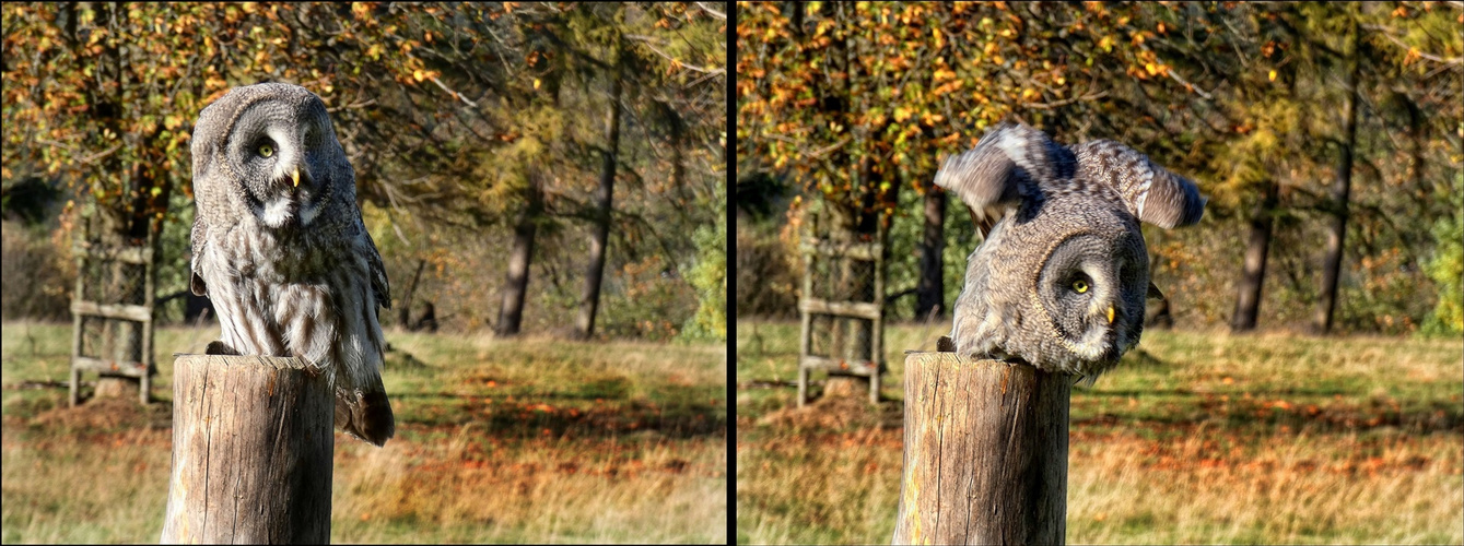 Bartkauz - Wildpark Neuhaus im Solling