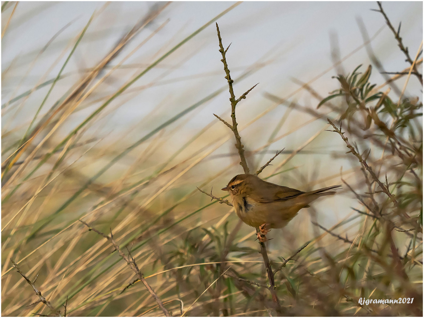 bartlaubsänger (phylloscopus schwarzi) ....