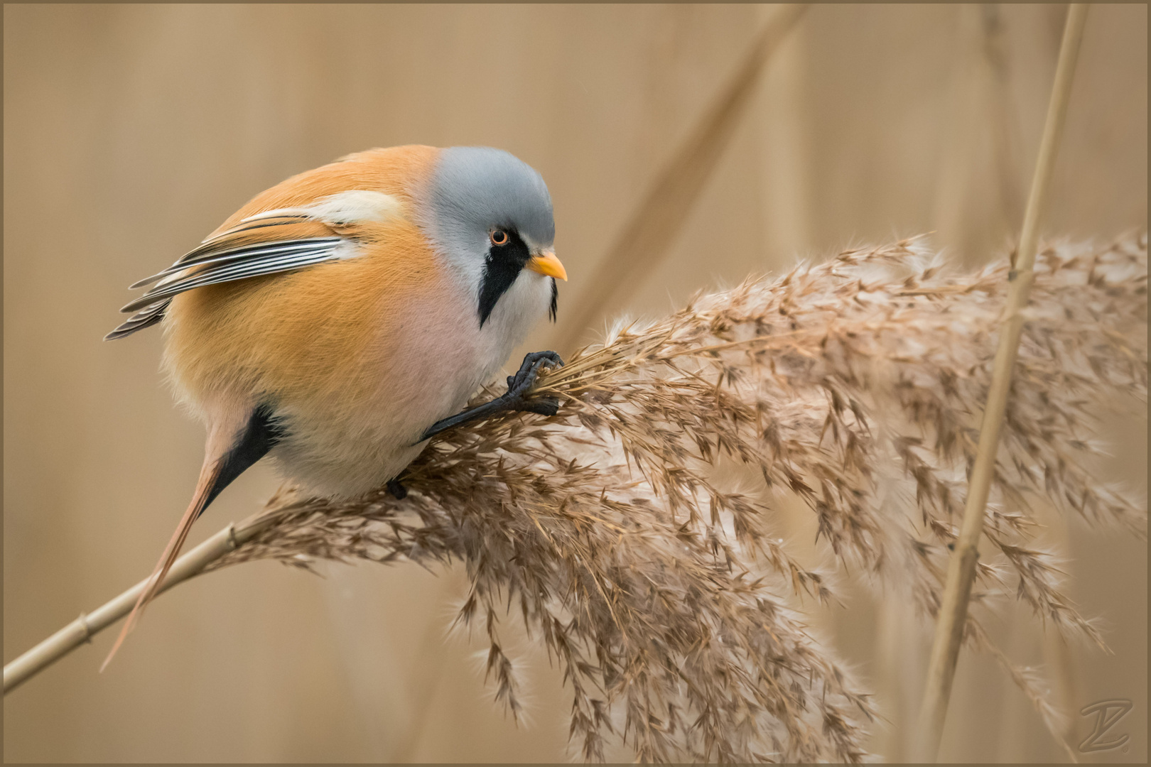 Bartmeise (Bearded reedling)