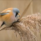 Bartmeise (Bearded reedling)