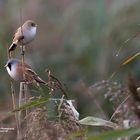 BARTMEISE (BEARDED REEDLING)