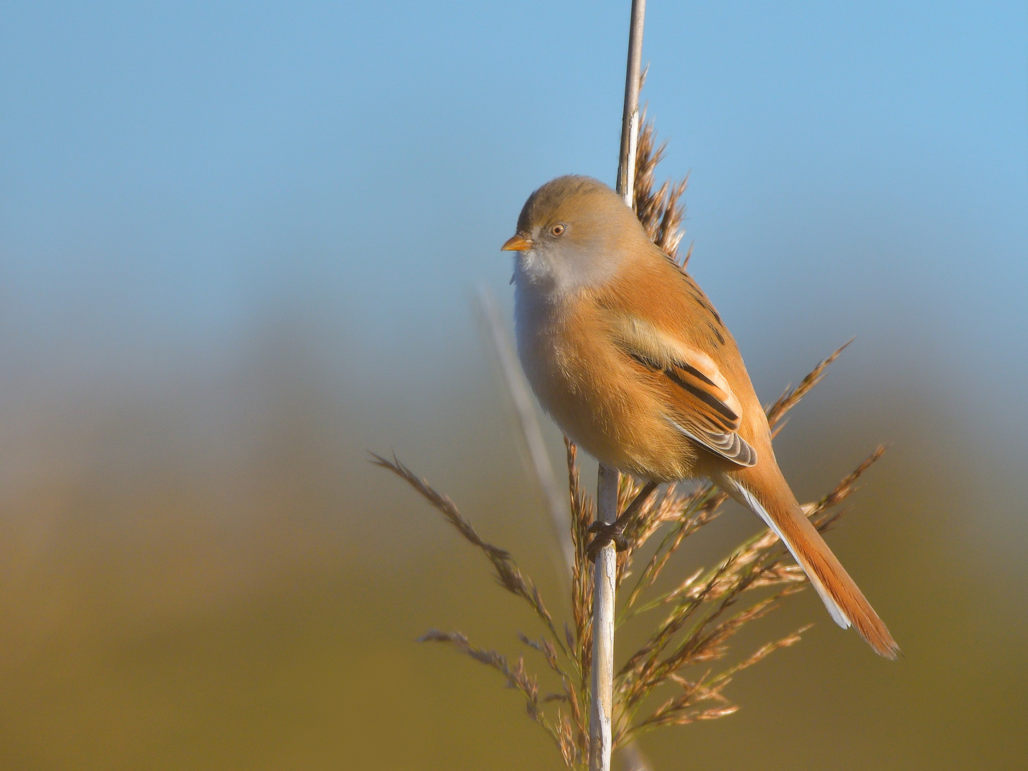 Bartmeise - bearded tit -  (Panurus biarmicus)