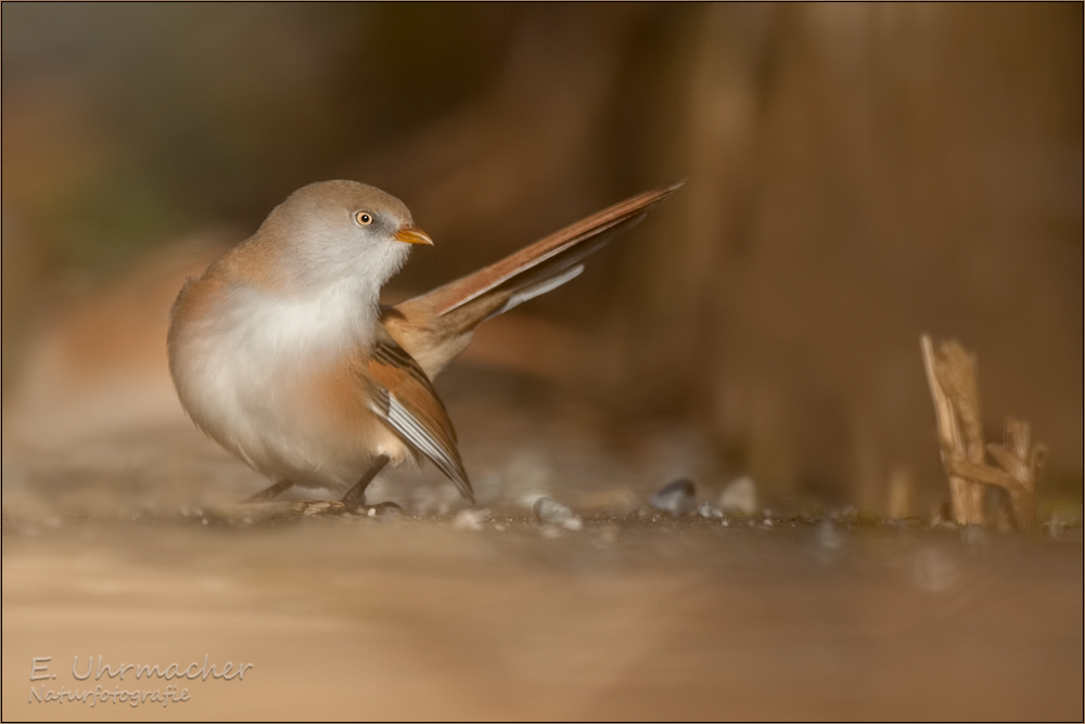 bartmeise fem. (Panurus biarmicus) 01/13