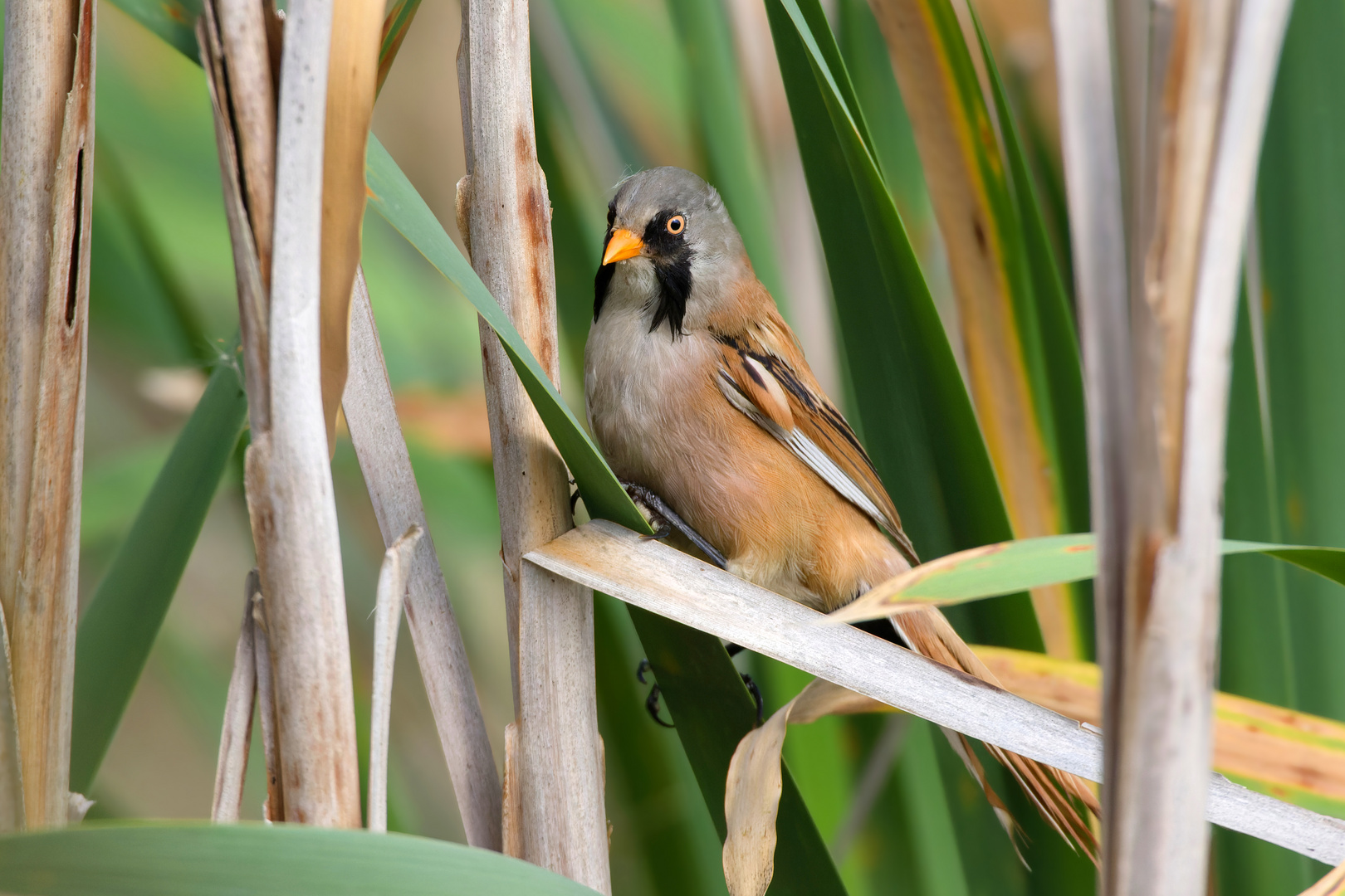 Bartmeise - Hahn  (Panurus biarmicus)