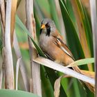 Bartmeise - Hahn  (Panurus biarmicus)