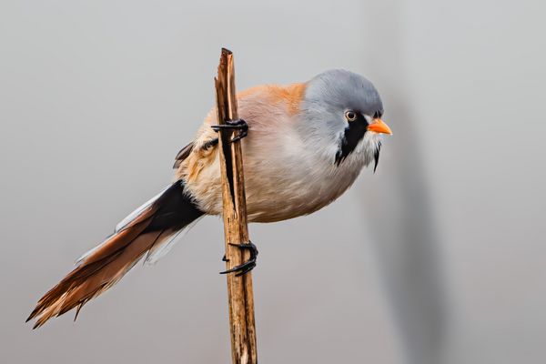 Bartmeise I (Männchen)